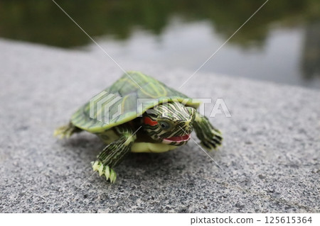 Green Turtle on Concrete by a Tranquil Pond Green Turtle on Concrete by a Tranquil Pond 125615364