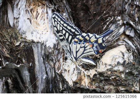 Colorful Butterfly Resting on Rough Tree Bark 125615366
