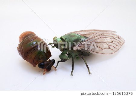 Cicada Emerging from Molt on Plain White Background Cicada Emerging from Molt on Plain White Background 125615376