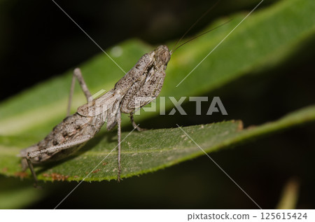 Mantis Pseudoyersinia subaptera. 125615424