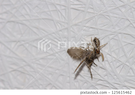 Jumping spider with a prey. Jumping spider with a prey. 125615462