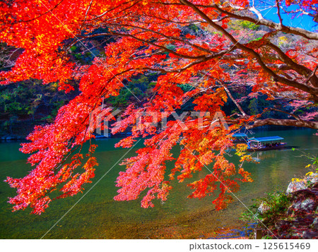 京都嵐山的秋葉和船屋 125615469