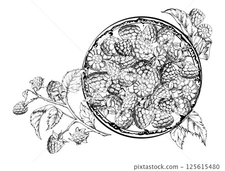 Raspberry served on ceramic dish, branches leaves stalks, ripe picked garden berry dewberry cloudberry mulberry harvest. Isolated illustration, vector ink hand drawn. Farmers market grocery preserves Raspberry served on ceramic dish, branches leaves stalks, ripe picked garden berry dewberry cloudberry mulberry harvest. Isolated illustration, vector ink hand drawn. Farmers market grocery preserves 125615480