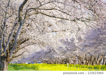 A road lined with rape blossoms and cherry blossoms in Ogata Village, Akita Prefecture 125615964