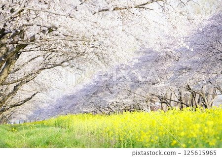A road lined with rape blossoms and cherry blossoms in Ogata Village, Akita Prefecture 125615965