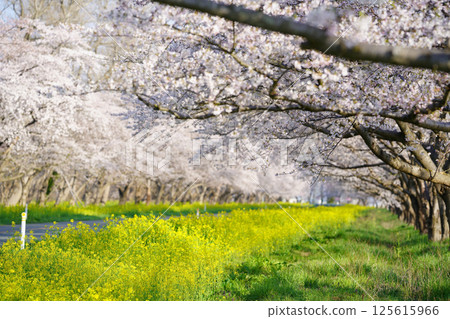 秋田縣緒方村的油菜花和櫻花路 125615966