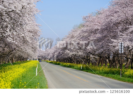 A road lined with rape blossoms and cherry blossoms in Ogata Village, Akita Prefecture 125616100