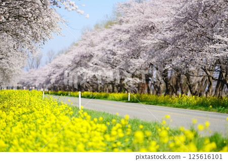 秋田縣緒方村的油菜花和櫻花路 秋田縣緒方村的油菜花和櫻花路 125616101
