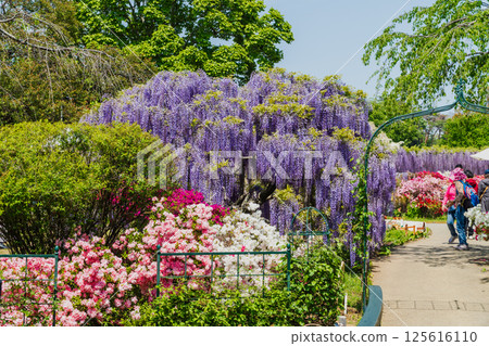 Ashikaga Flower Park 125616110