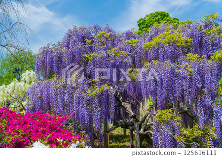Ashikaga Flower Park Ashikaga Flower Park 125616111