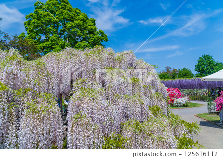 足利花卉公園 125616112