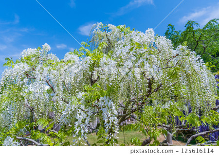 Ashikaga Flower Park 125616114
