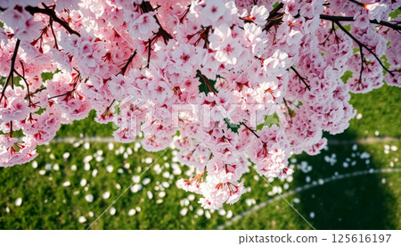 Pink cherry blossoms blooming beautifully over lush green grass, creating fresh and vibrant springtime atmosphere in peaceful outdoor setting. 125616197