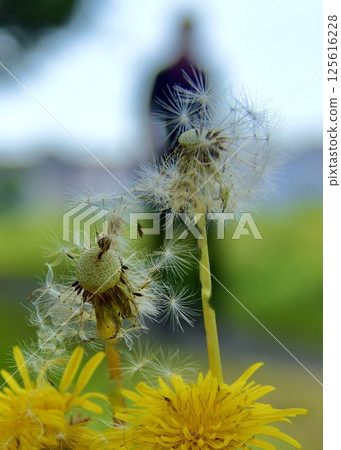 蒲公英盛開的步道。 蒲公英盛開的步道。 125616228