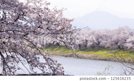 Sakura and cherry blossom in Hitome Senbonzakura, Sendai, Japan in spring season Sakura and cherry blossom in Hitome Senbonzakura, Sendai, Japan in spring season 125616235