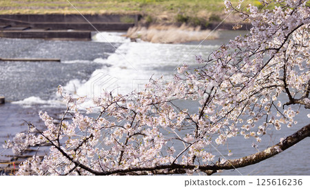 Sakura and cherry blossom in Hitome Senbonzakura, Sendai, Japan in spring season Sakura and cherry blossom in Hitome Senbonzakura, Sendai, Japan in spring season 125616236