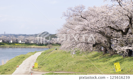 cherry blossom, sakura, spring 125616239
