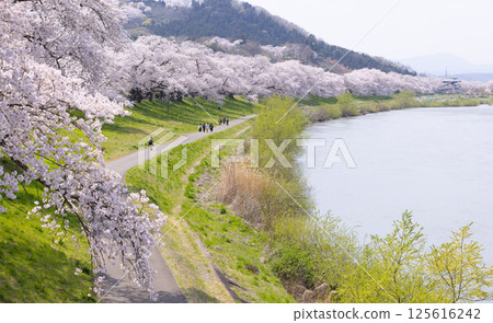 Sakura and cherry blossom in Hitome Senbonzakura, Sendai, Japan in spring season Sakura and cherry blossom in Hitome Senbonzakura, Sendai, Japan in spring season 125616242