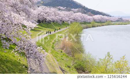 Sakura and cherry blossom in Hitome Senbonzakura, Sendai, Japan in spring season	 125616244