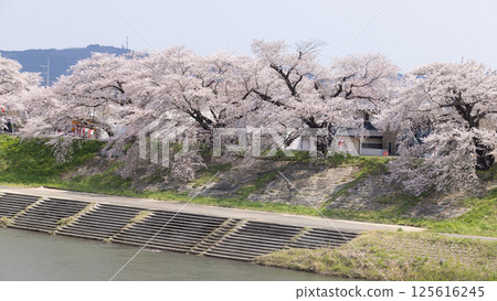 Sakura and cherry blossom in Hitome Senbonzakura, Sendai, Japan in spring season Sakura and cherry blossom in Hitome Senbonzakura, Sendai, Japan in spring season 125616245
