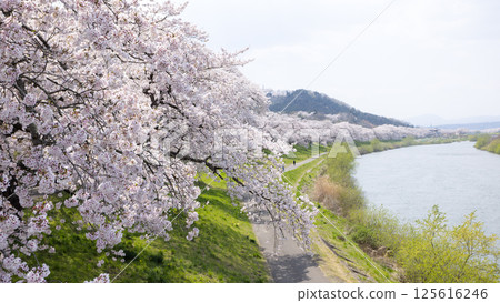 cherry blossom, sakura, spring 125616246