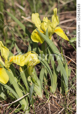 Iris pseudacorus, commonly known as the yellow iris Iris pseudacorus, commonly known as the yellow iris 125616283