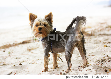 A cute funny small dog Yorkshire Terrier standing on a sandy beach in summer. A puppy with wet hair on a hot day. Domestic doggy on a walk outdoors. A cute funny small dog Yorkshire Terrier standing on a sandy beach in summer. A puppy with wet hair on a hot day. Domestic doggy on a walk outdoors. 125616446