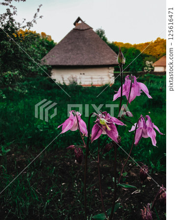 Beautiful pink columbine flowers bloom in a green field, traditional Ukrainian house on sunny day. It's an idyllic rural scene. Pink columbine flowers 125616471