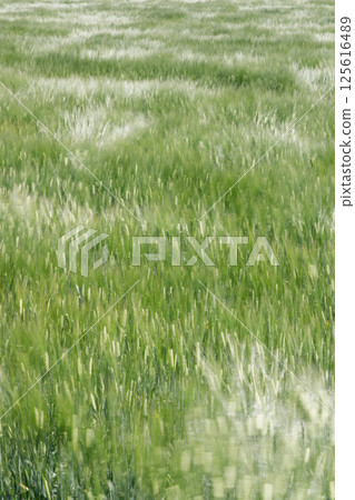 麥田在風中搖曳 125616489