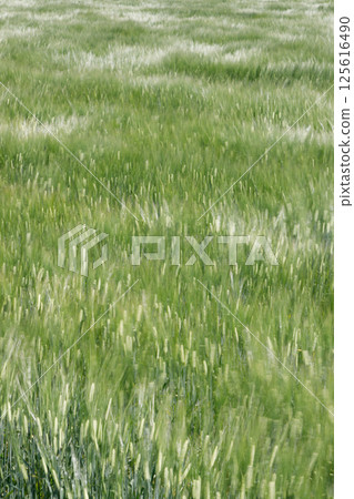 Wheat fields swaying in the wind Wheat fields swaying in the wind 125616490