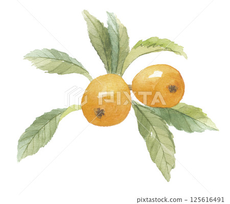 Watercolor loquat with leaves 125616491
