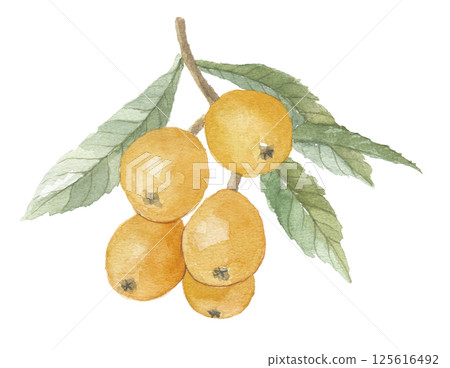 Watercolor loquat with leaves Watercolor loquat with leaves 125616492
