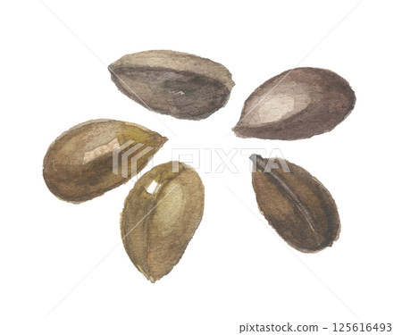 Loquat seeds painted in watercolor 125616493