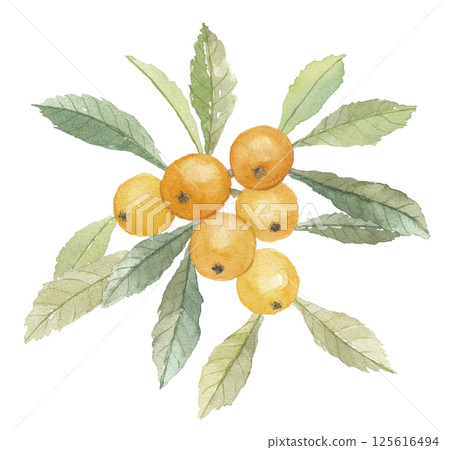 Watercolor loquat with leaves 125616494