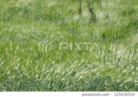 Wheat swaying in the wind 125616520