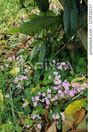 Small pink purple wood sorrel flowers blooming under a loquat tree in spring April 125616527