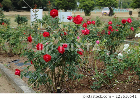 荒尾市少女公民花壇玫瑰花， 125616541