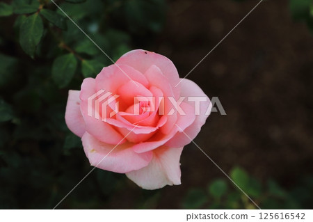 荒尾市少女公民花壇玫瑰花， 125616542