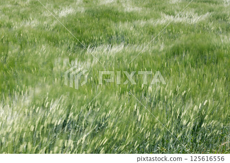 Wheat swaying in the wind Wheat swaying in the wind 125616556