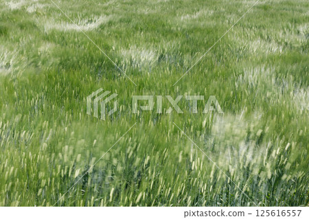 Wheat swaying in the wind 125616557
