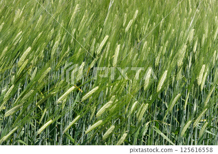 Wheat swaying in the wind Wheat swaying in the wind 125616558