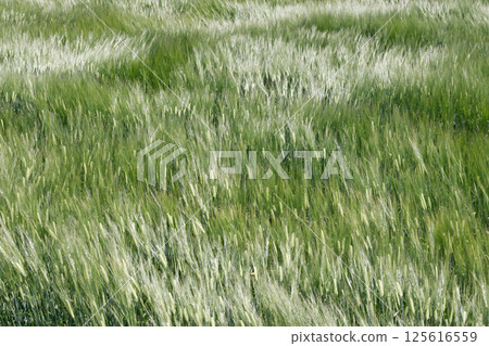 Wheat swaying in the wind 125616559