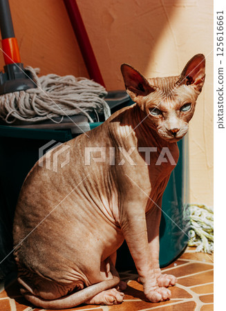 Bald cat breed Canadian sphynx, sphinx warming in sunshine sitting on the floor on the balcony. A bucket with a mop and a broom to clean the house. Bald cat breed Canadian sphynx, sphinx warming in sunshine sitting on the floor on the balcony. A bucket with a mop and a broom to clean the house. 125616661