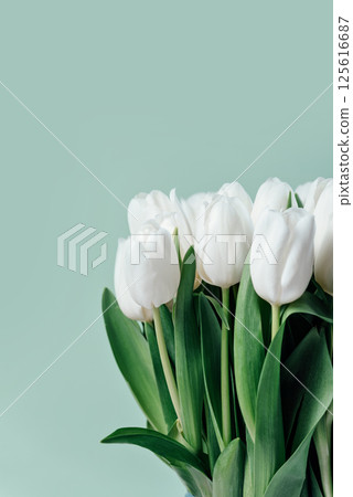 Mothers day, Valentines Day, Birthday celebration concept. Greeting card. Beautiful Bouquet of white delicate tulips. Copy space. Spring background. March 8, International Womens Day 125616687