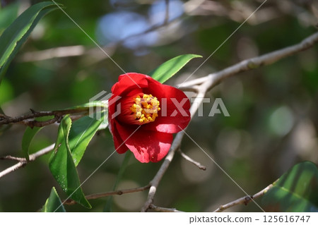Landscape of a branch of a blooming garden tree with green leaves and red petals of camellia 125616747