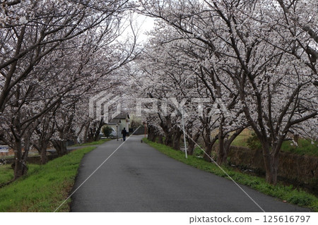 Scenery of a road with a person walking a dog and a tunnel of cherry blossoms Scenery of a road with a person walking a dog and a tunnel of cherry blossoms 125616797