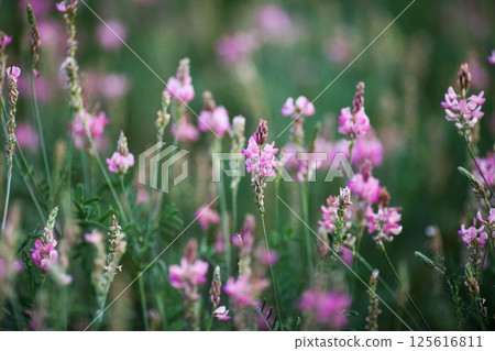 Blooming lavender sprig in the foreground close up Background purple lavender field in blur Blooming lavender sprig in the foreground close up Background purple lavender field in blur 125616811