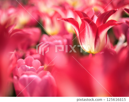 四月盛開的彩色粉紅鬱金香“啦啦隊長” 四月盛開的彩色粉紅鬱金香“啦啦隊長” 125616815