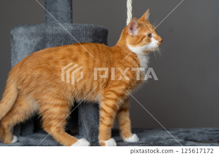Ginger domestic playful cat on cat tower. Pet house, tree with scratching posts. Ginger domestic playful cat on cat tower. Pet house, tree with scratching posts. 125617172