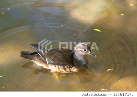 A beautiful female mandarin duck swimming in the lake. Close-up photo. Nature and wild birds 125617173